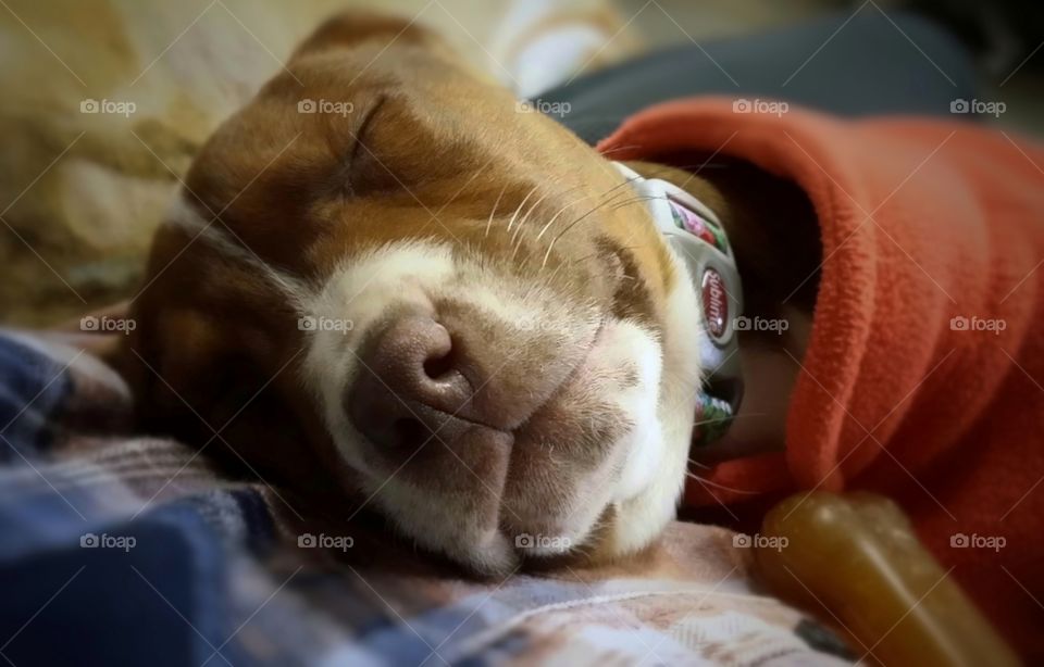 Sweet pit bull Catahoula cross puppy sleeping in my lap in winter with orange sweater on smiling cozy and warm my friend