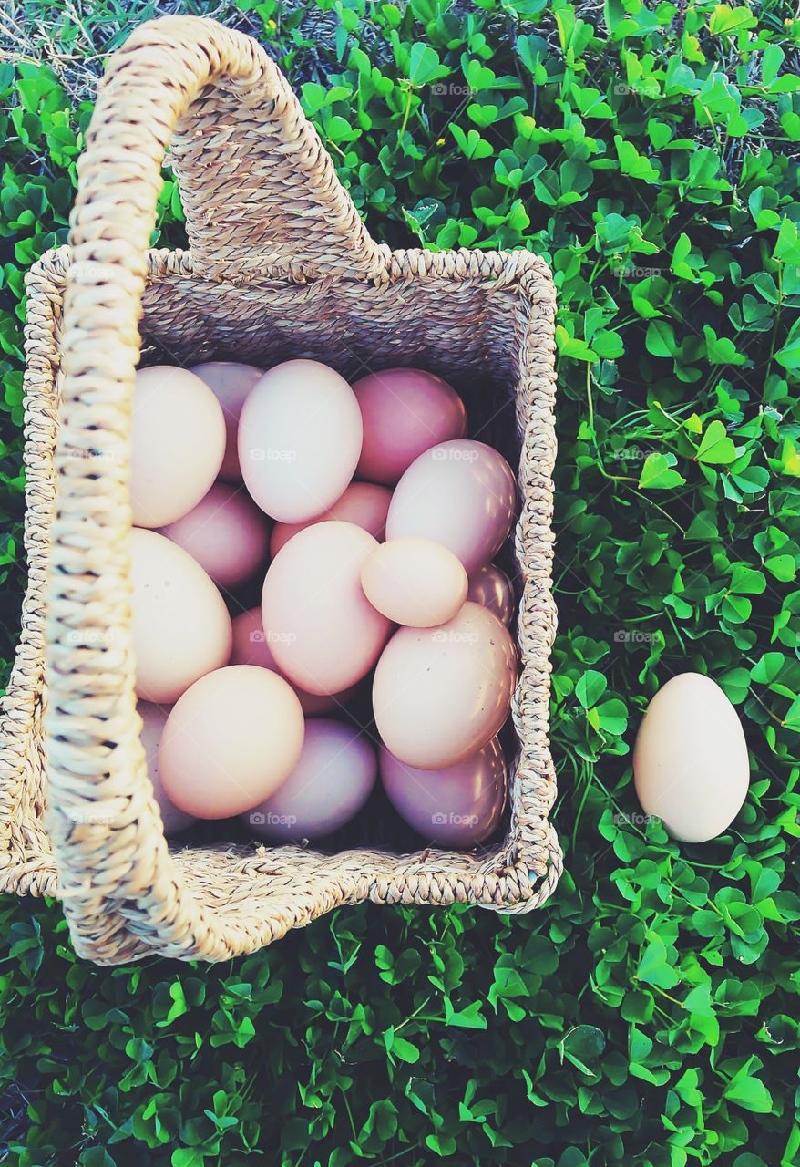 Our chicken eggs...we don't put all of them in one basket...but the smallest egg is always included! 