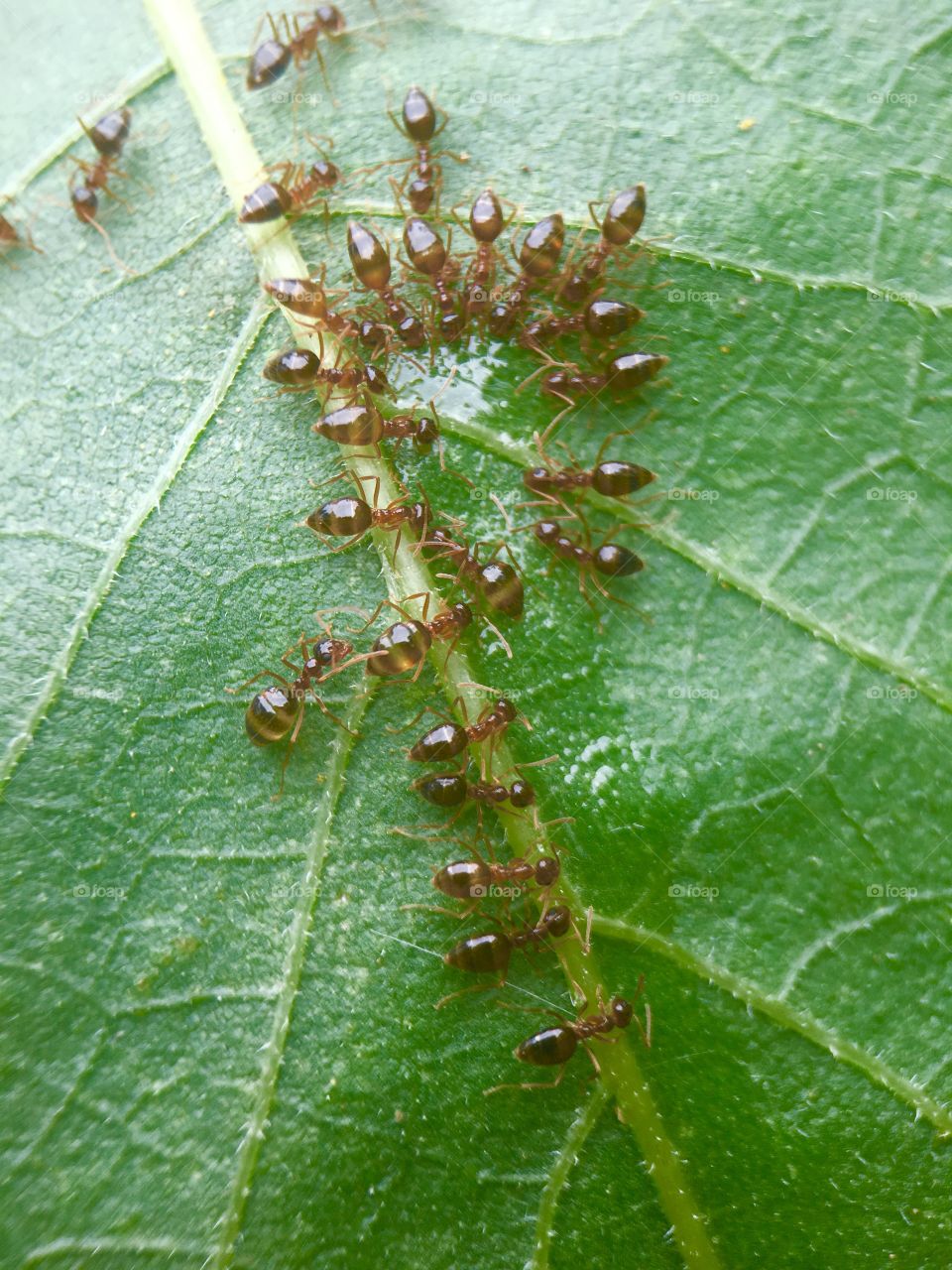 Ants working on some honey