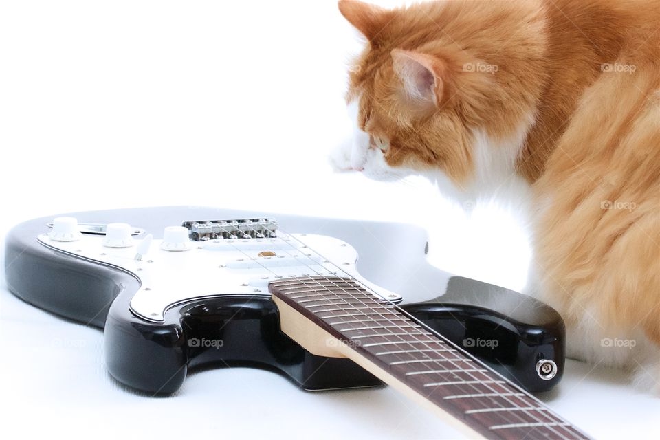 Cat plays guitar 