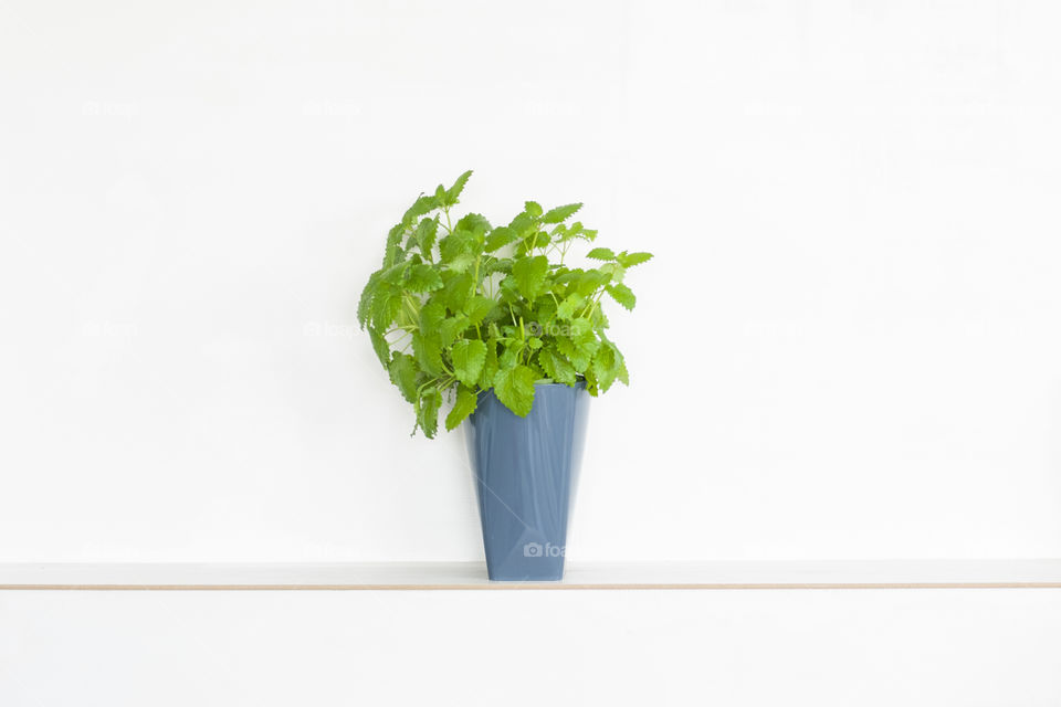 Fresh mint on white background