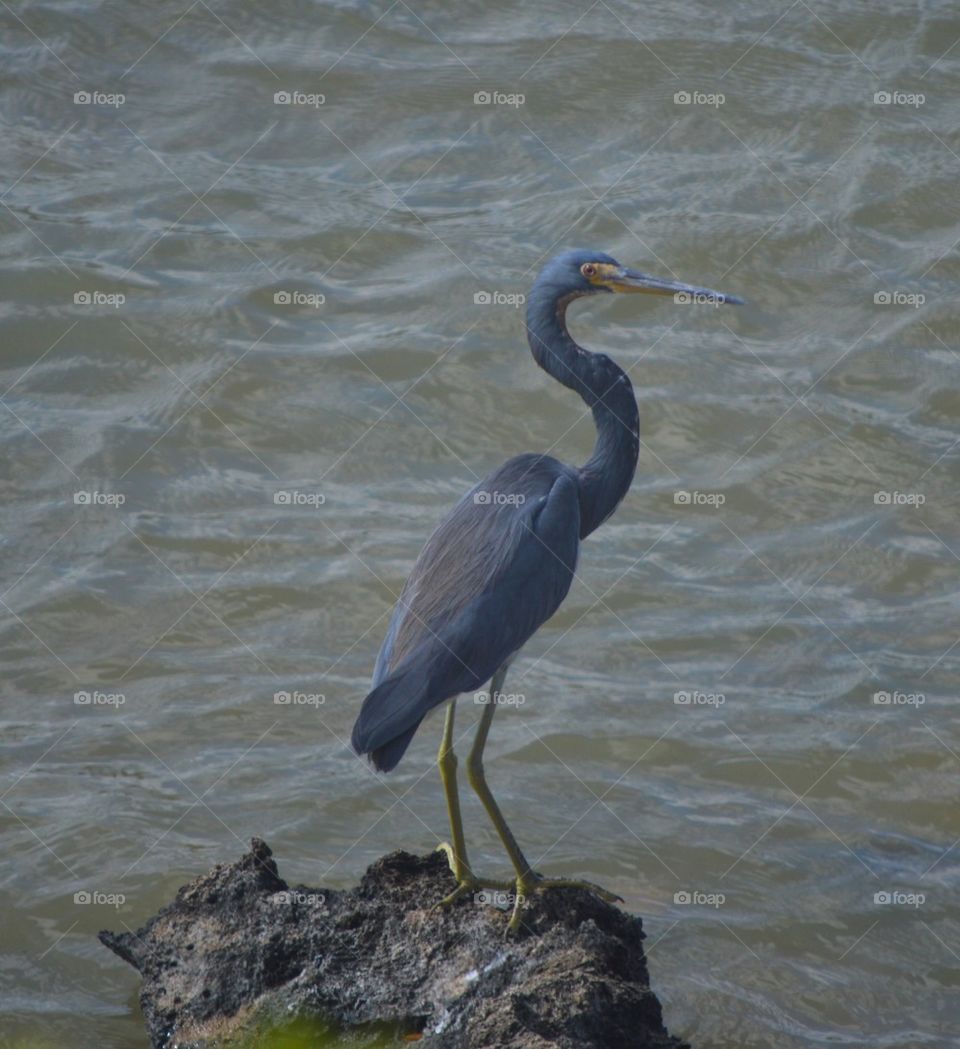 Heron