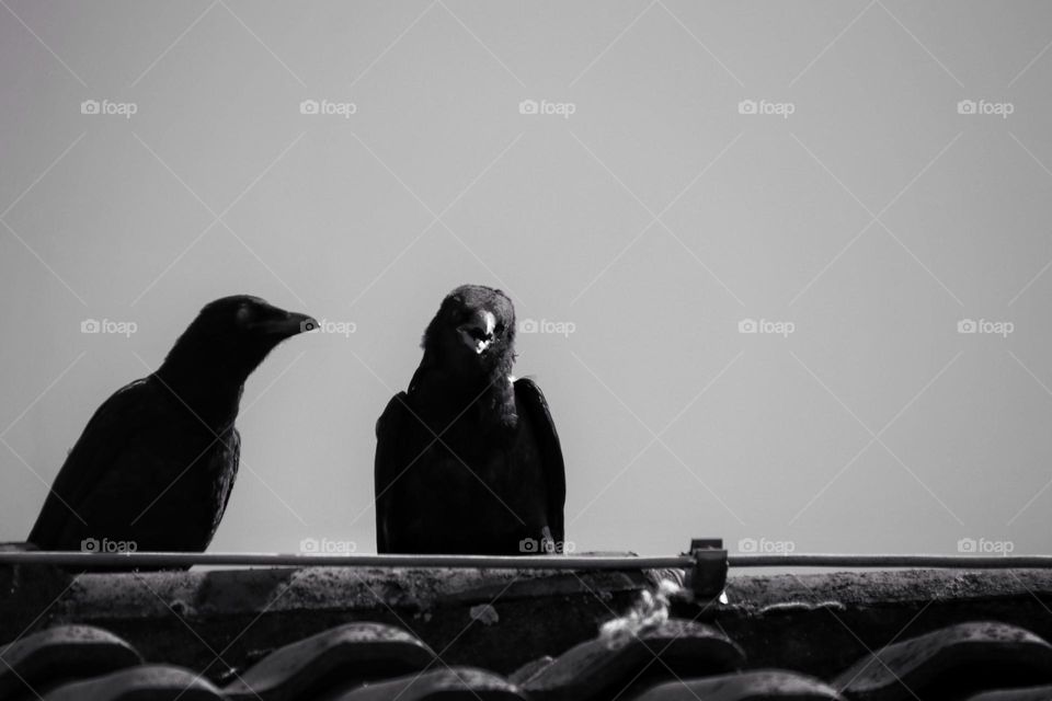 Black and white photo of two ravens talking on a roof