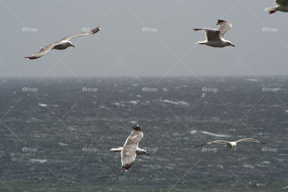 Gulls