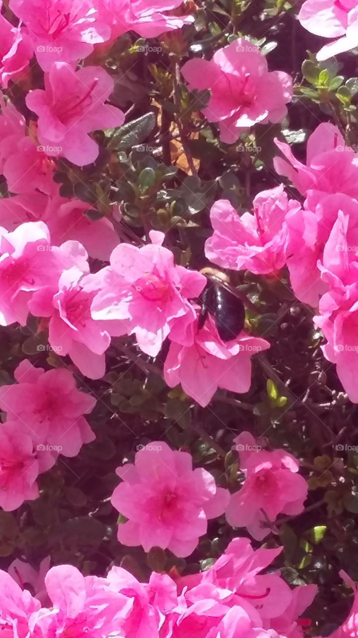 Flowers with Bee