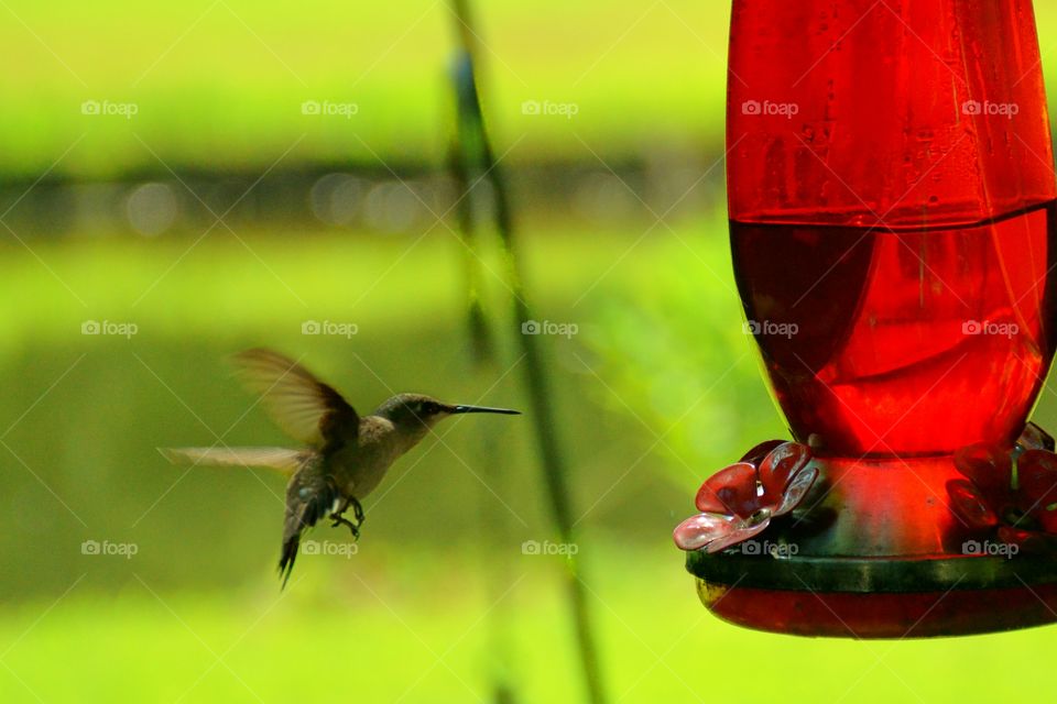 Hummingbirds 