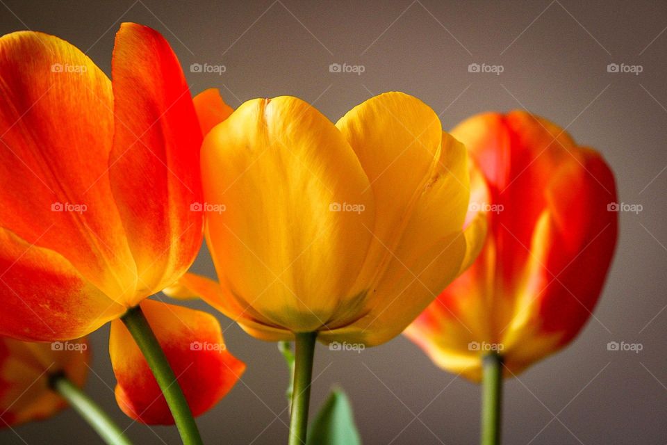 tulips