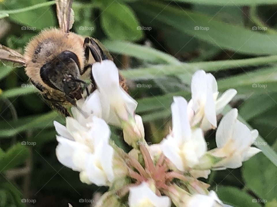 Bee on flowers