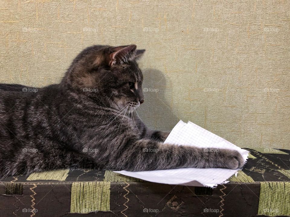 Cat is playing with paper