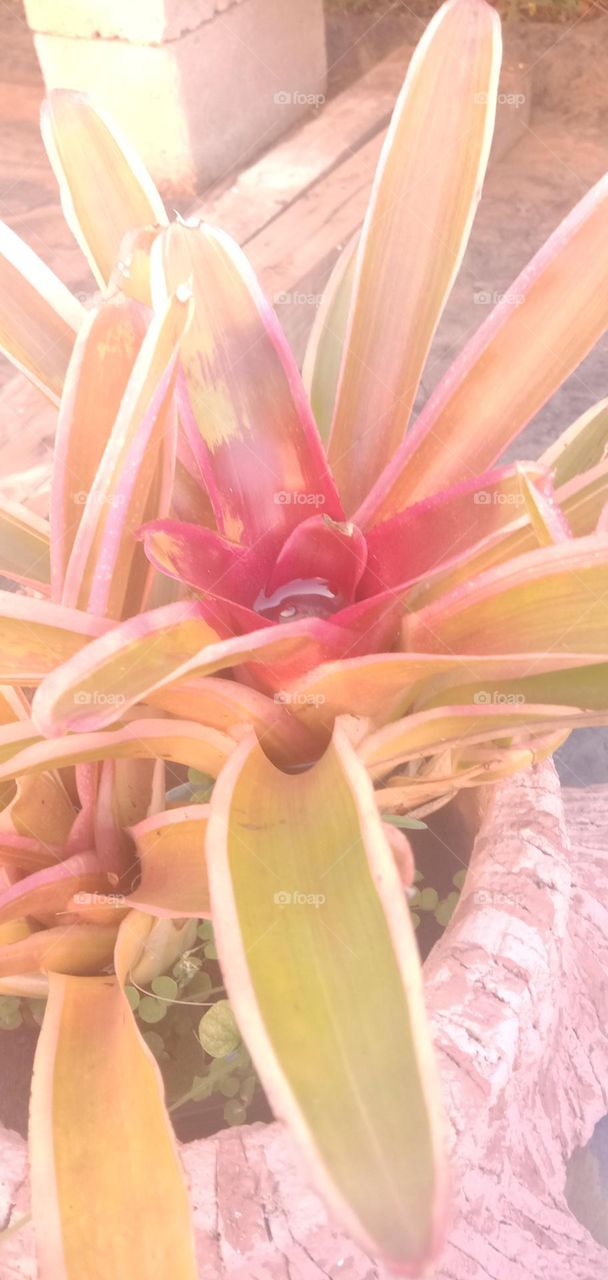 Bromeliads in the sun 2