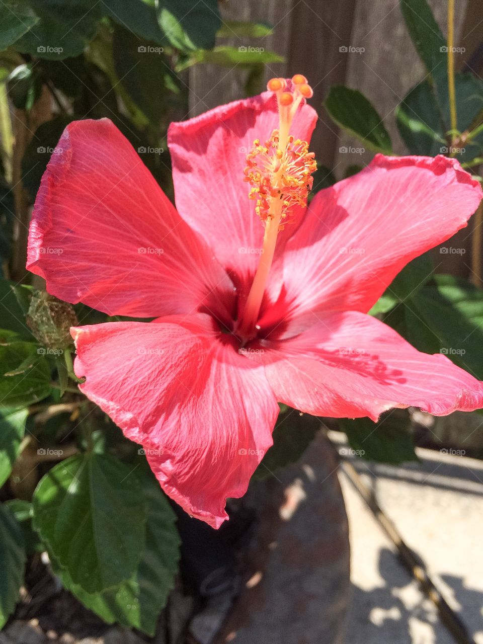 Hibiscus 