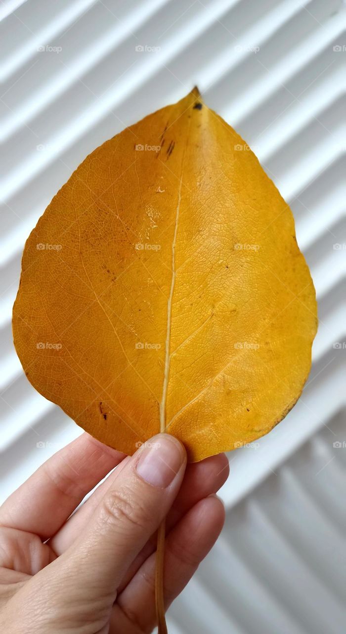 yellow leaf in the hand close up wall background