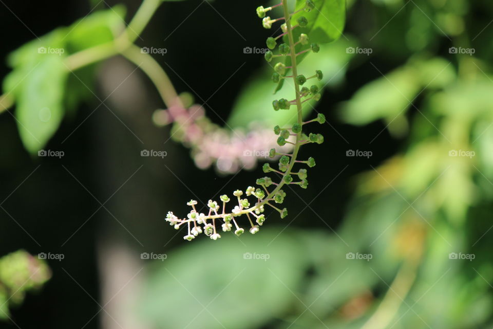 shining bright, a weed, a wildflower, growing in the woods, alone in its beauty