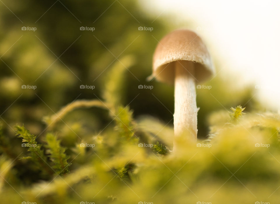 Tiny shroom