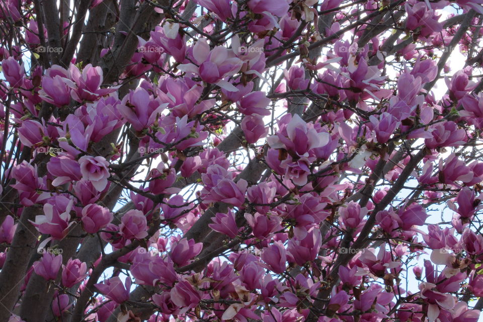 Oriental Magnolia