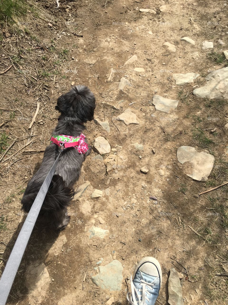 hiking in my Converse Allstars with my best friend