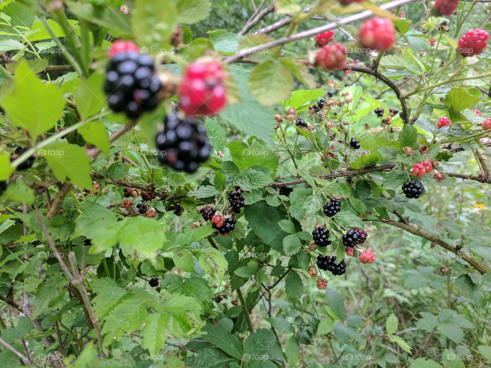 Colorful berries