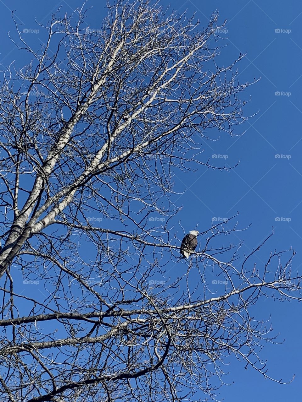 Bald eagle a tree