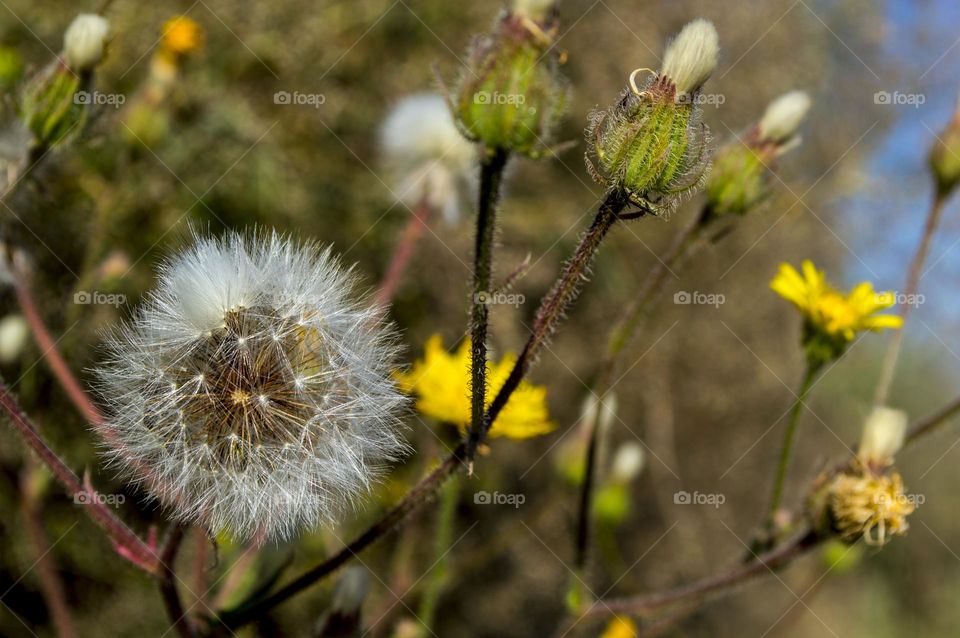 Sow thistle