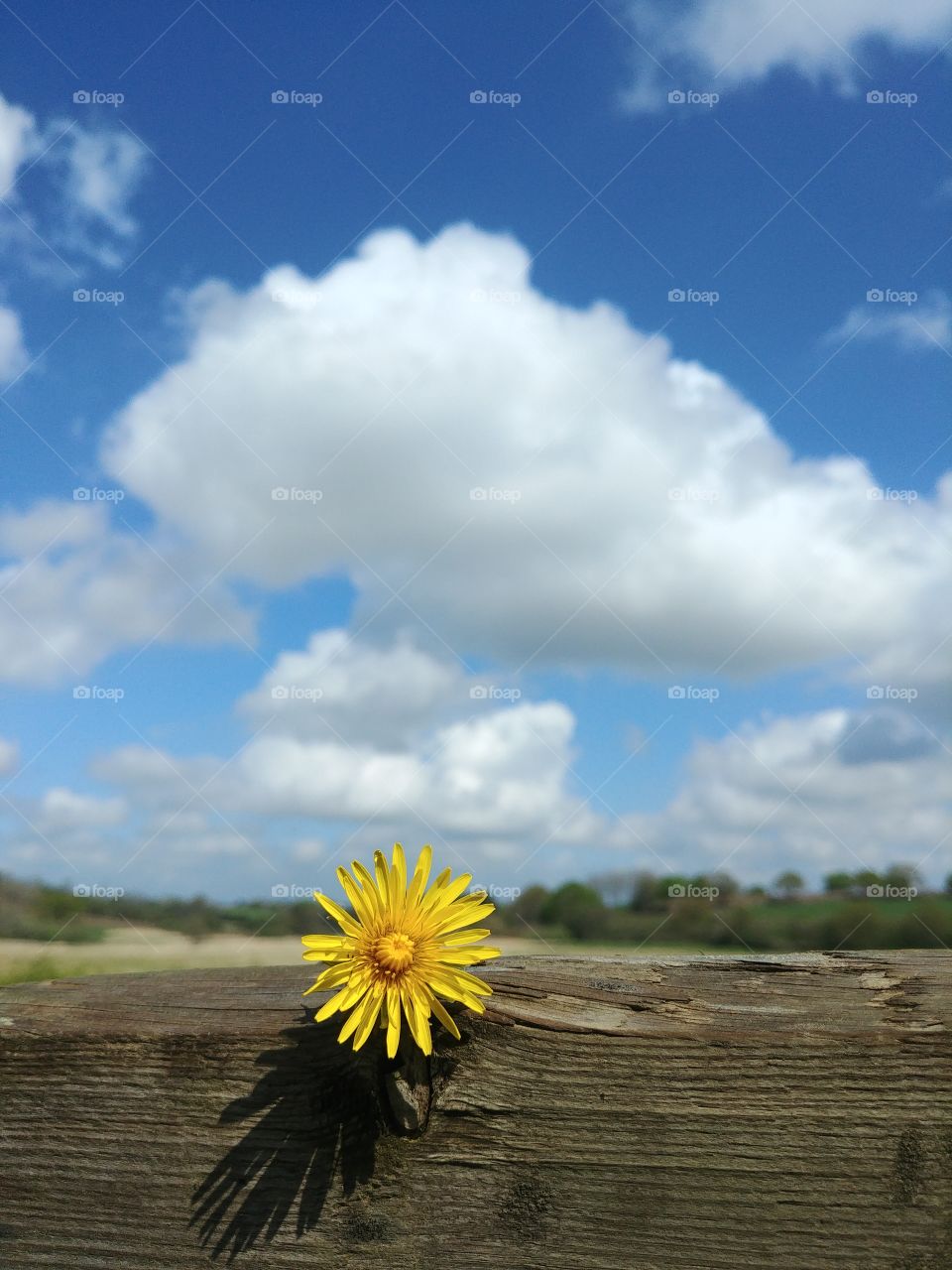 Blume flower Löwenzahn gelb yellow