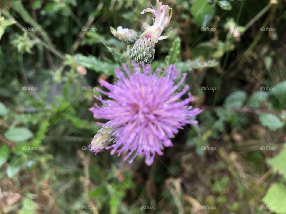 This purple little treat shines almost like a star, never stop searching the hedgerows.