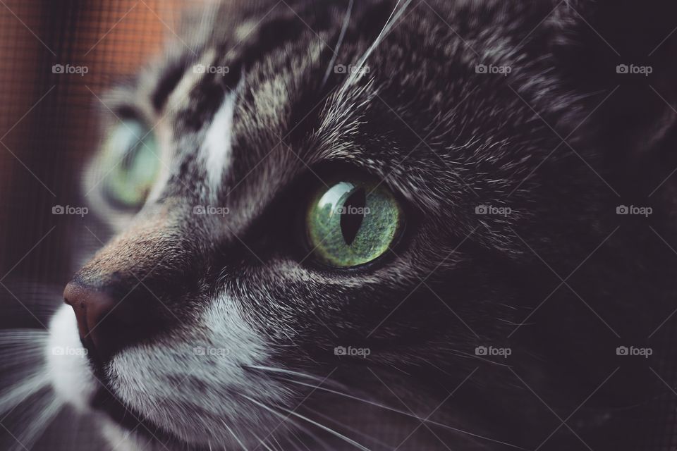 Beautiful cat with vivid green eyes, macro shot very up close