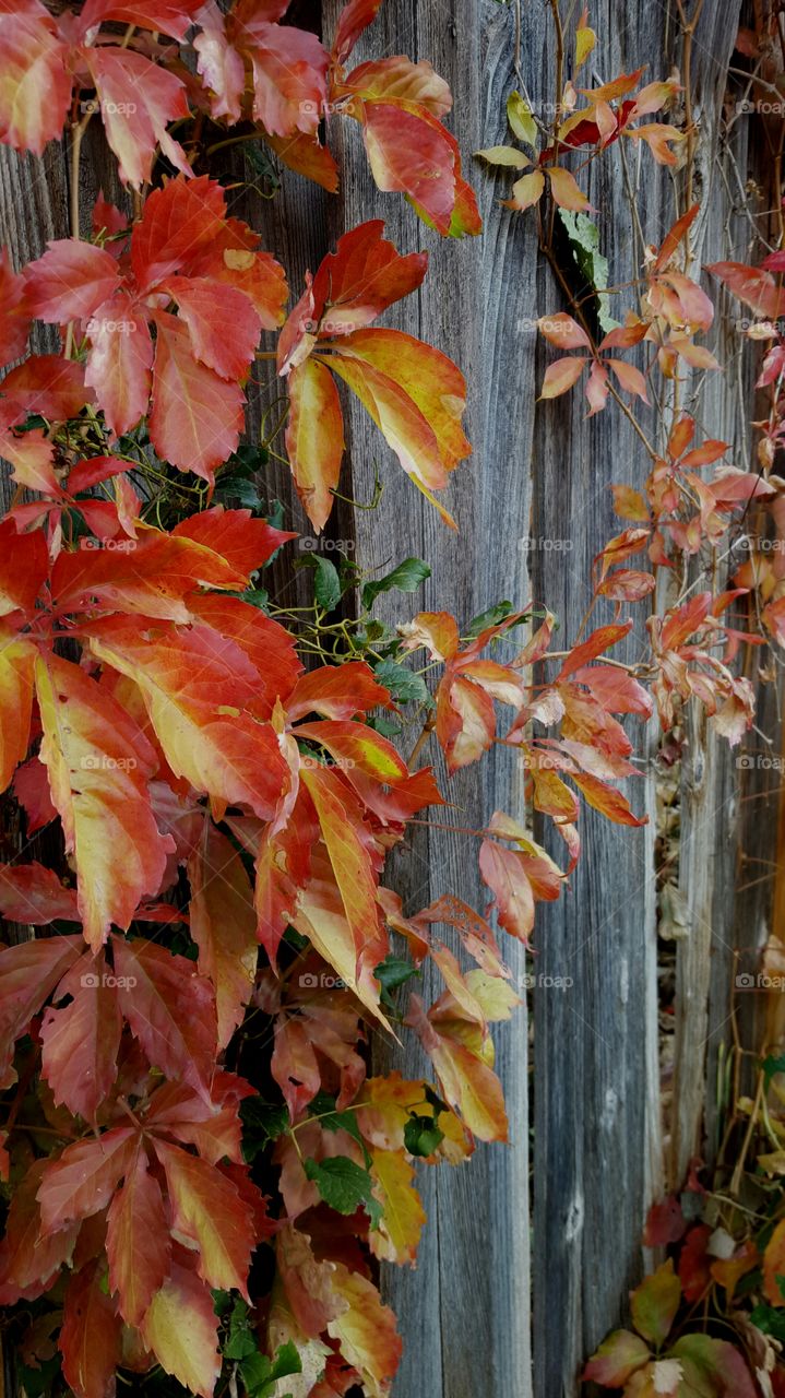 Fall Ivy on Fence. changing of the colors in my back yard.