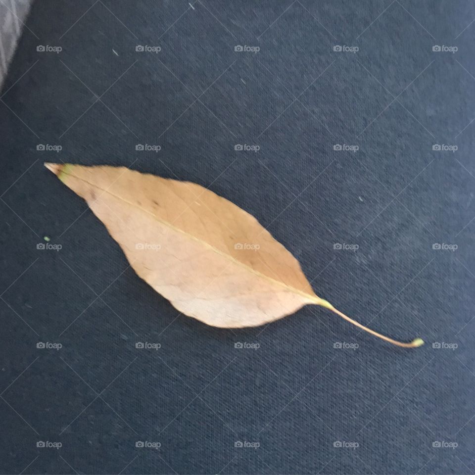 Fallen Leaf