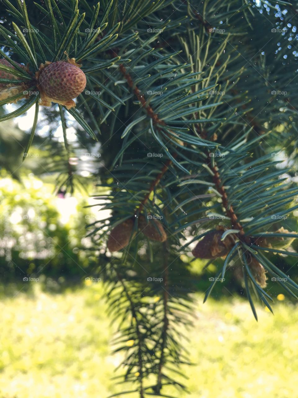 Fir tree