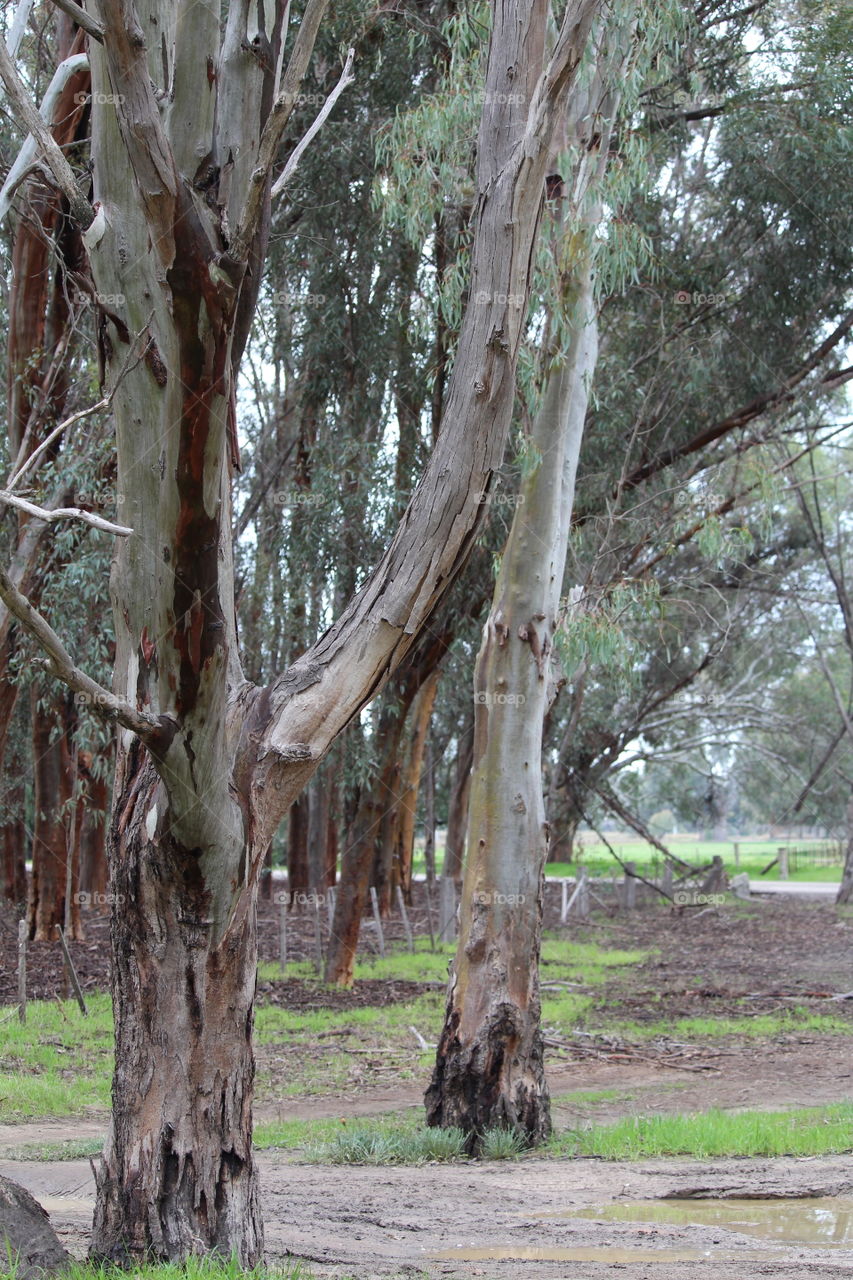 Multi coloured trees standing tall