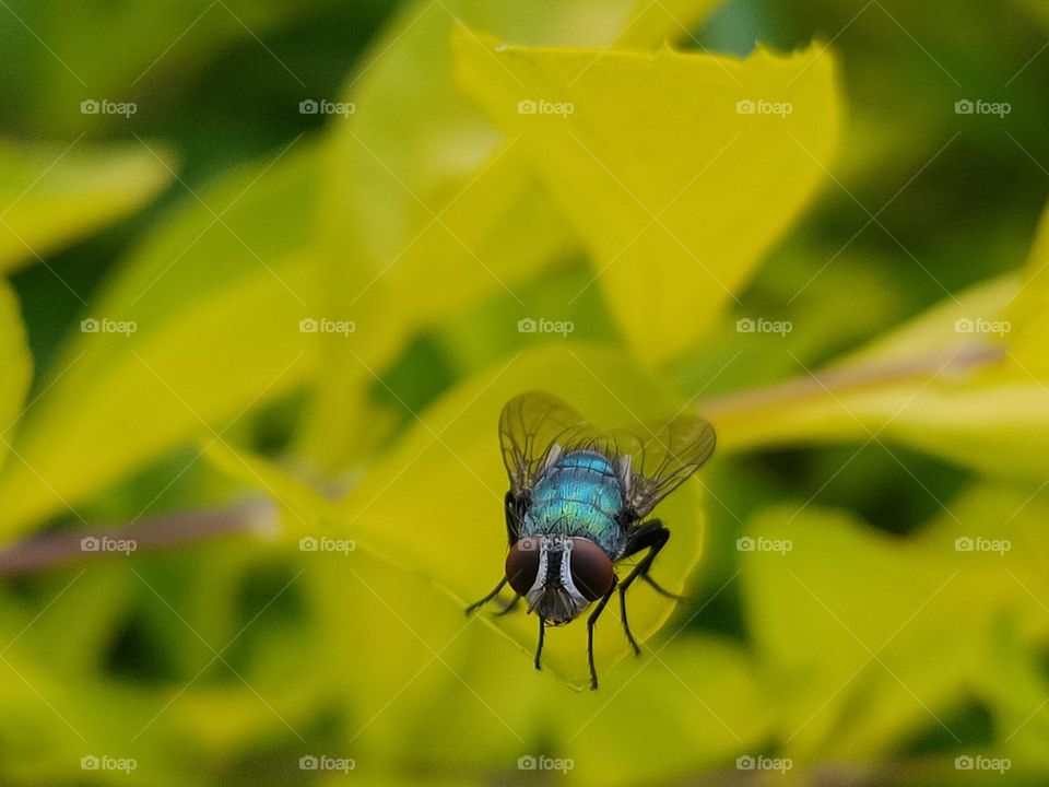 Green fly