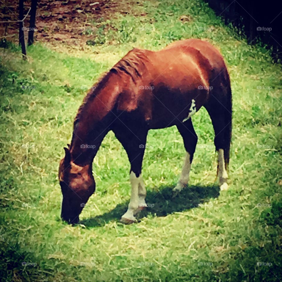 O #cavalo do meu primo estava à toa no pasto e... resolveu fazer uma pose!
🐎
#animal #photography #fotography 