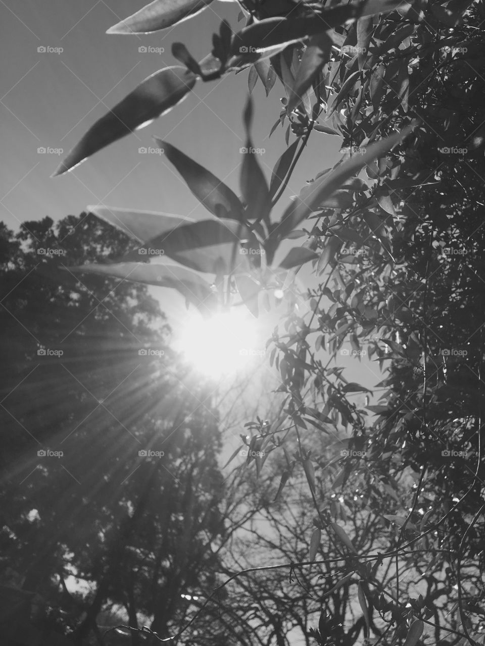 A picture taken under a tree to see the sun