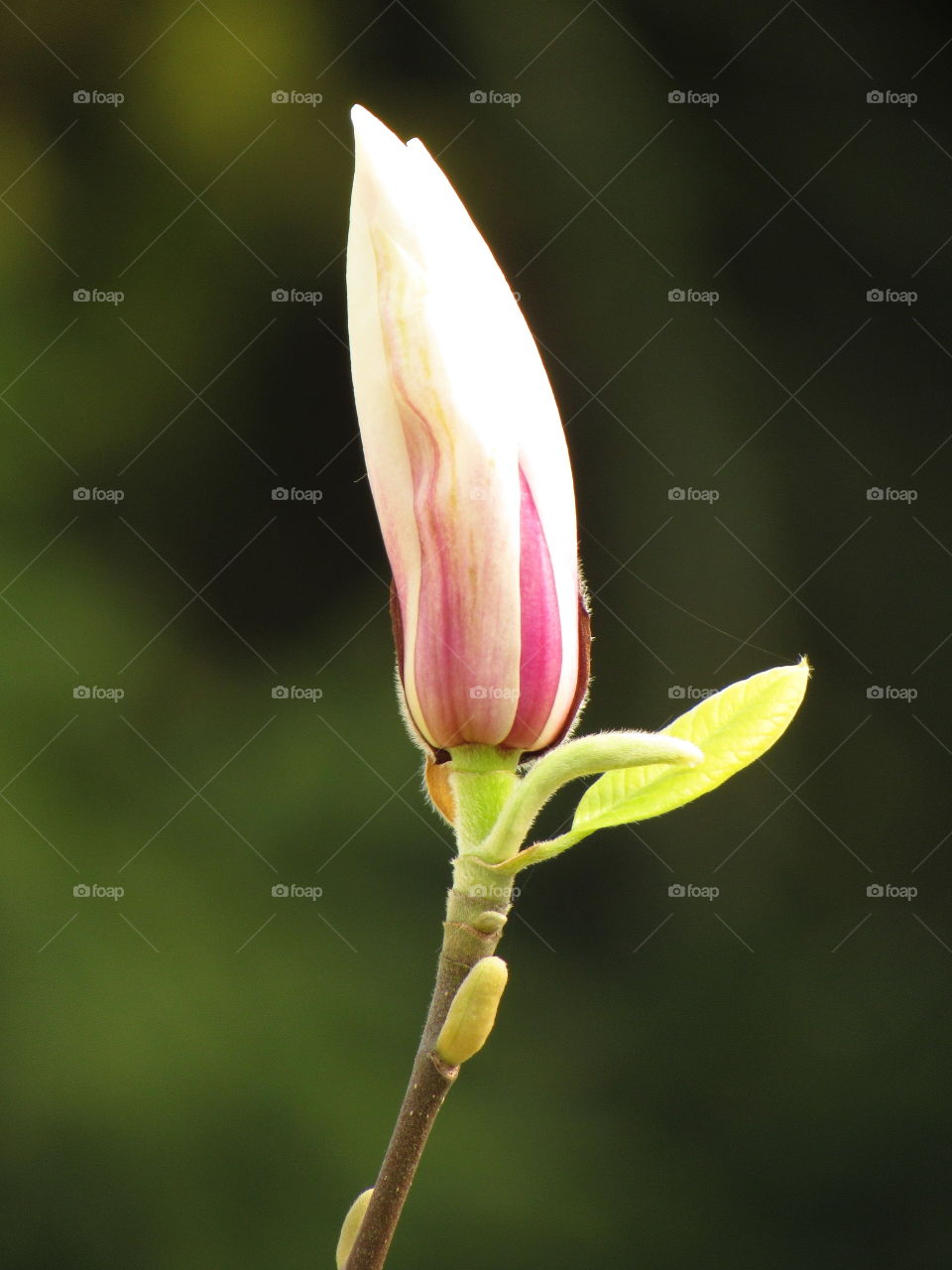 Magnolia bud