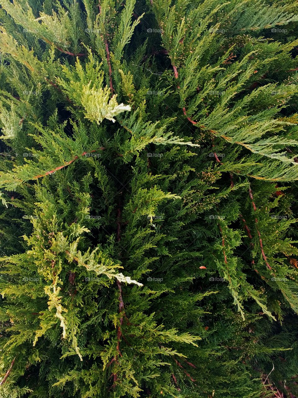 Juniper Bush Abstract