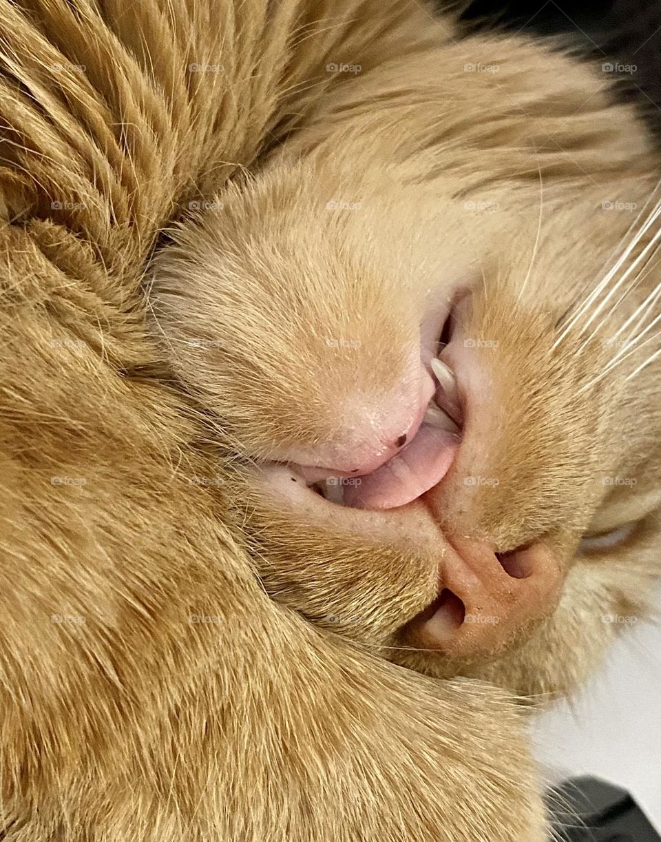 Close up of a sleeping tabby cat with her tongue sticking out