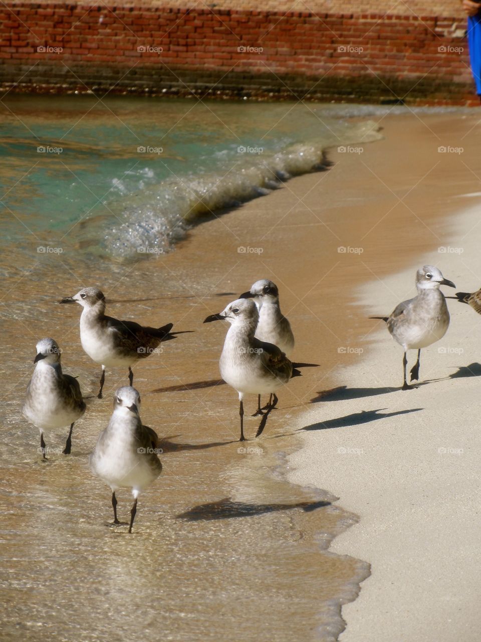 Seagulls walking at beach