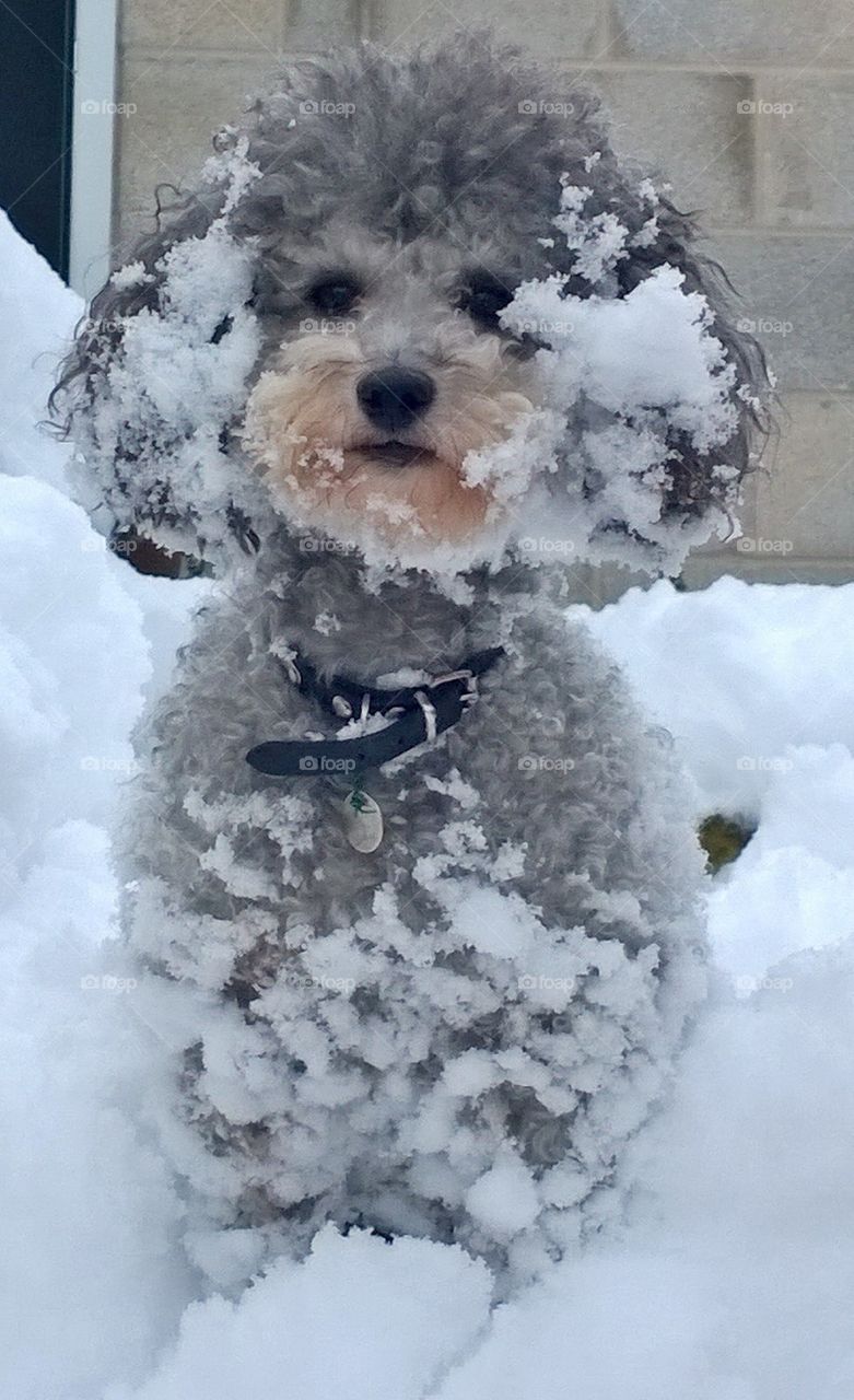Snow poodle