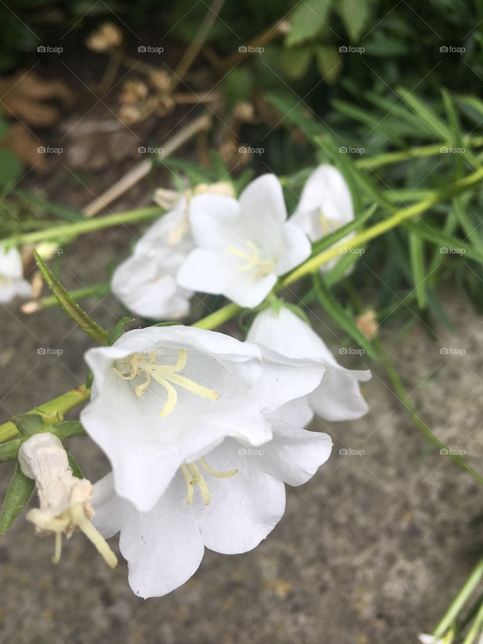 Nature white flowers close 