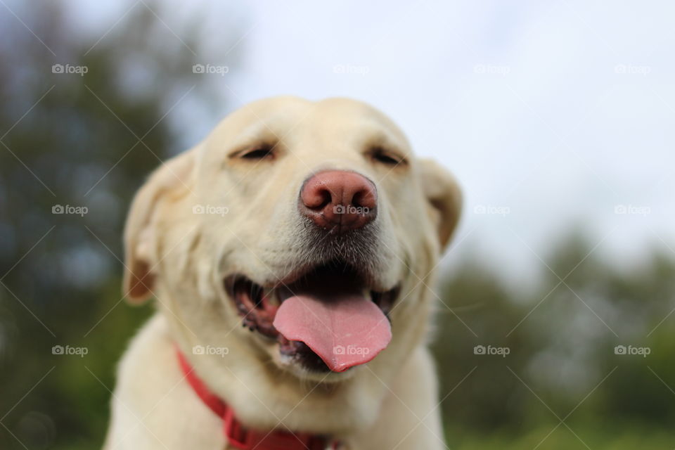 White dog in a happy mood