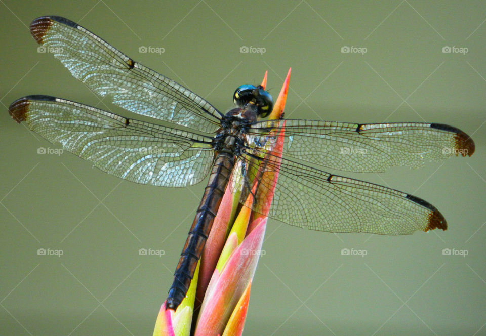 Dragonfly on flower