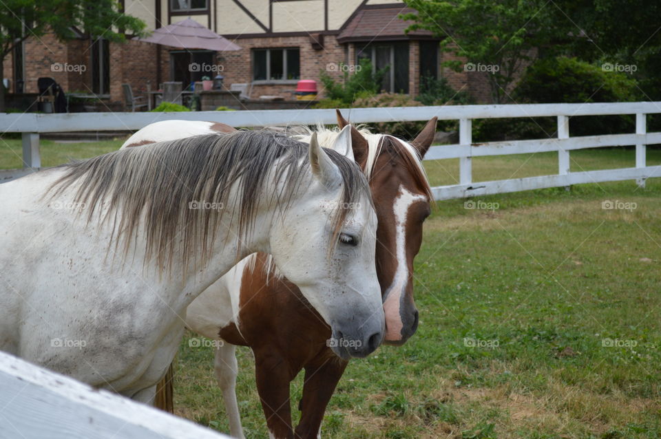 Portrait of two horse