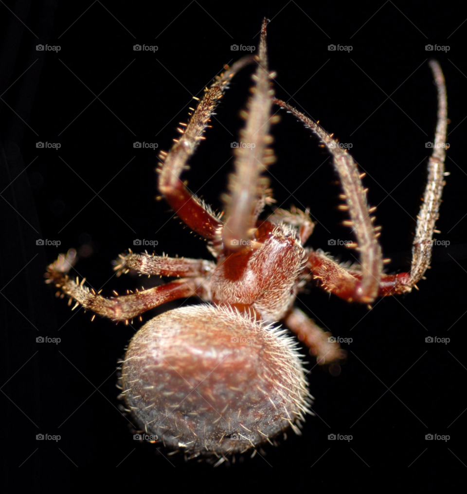 spider spider closeup spider macro hairy spider by lightanddrawing