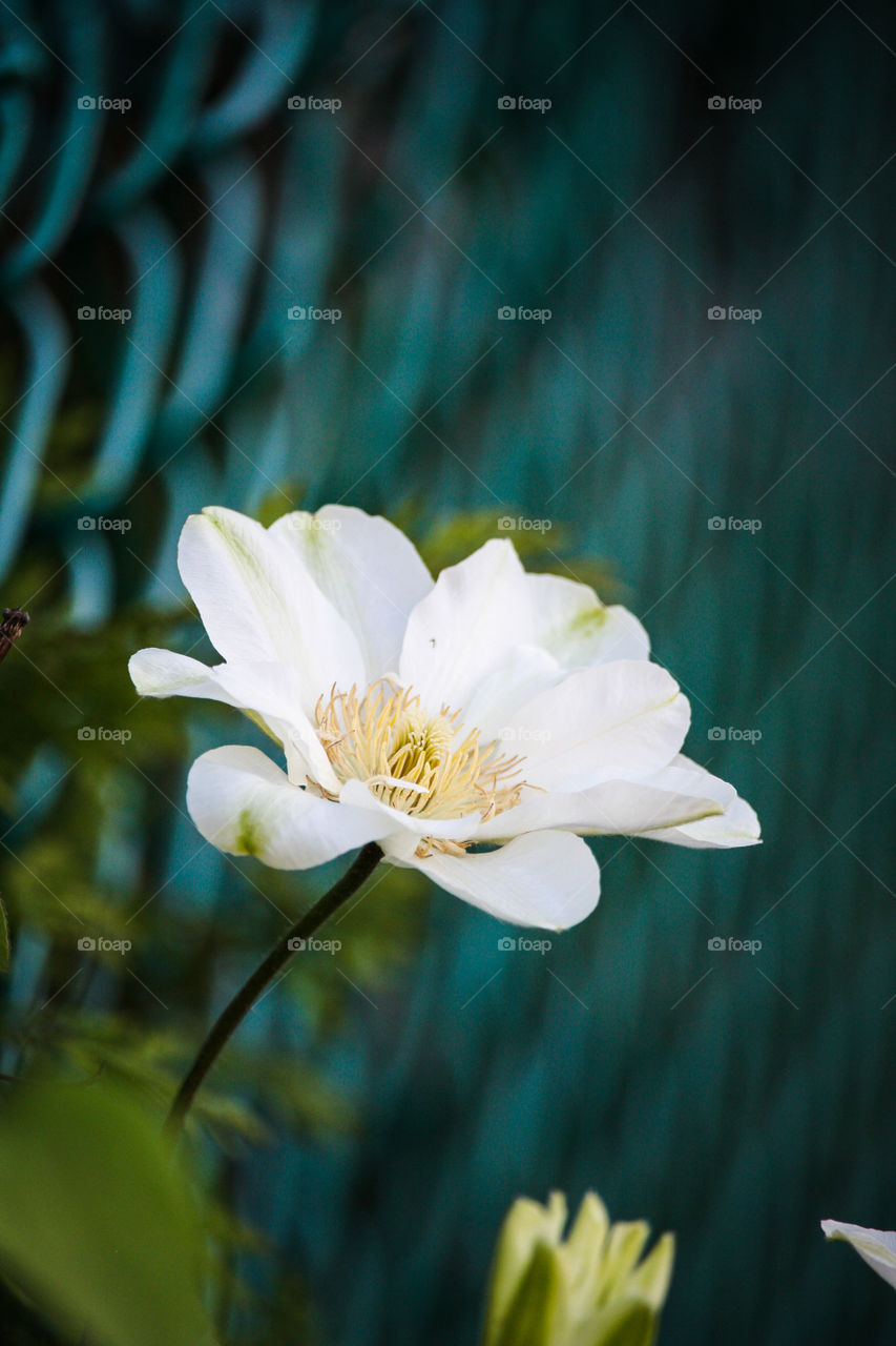 Flower of white clematis