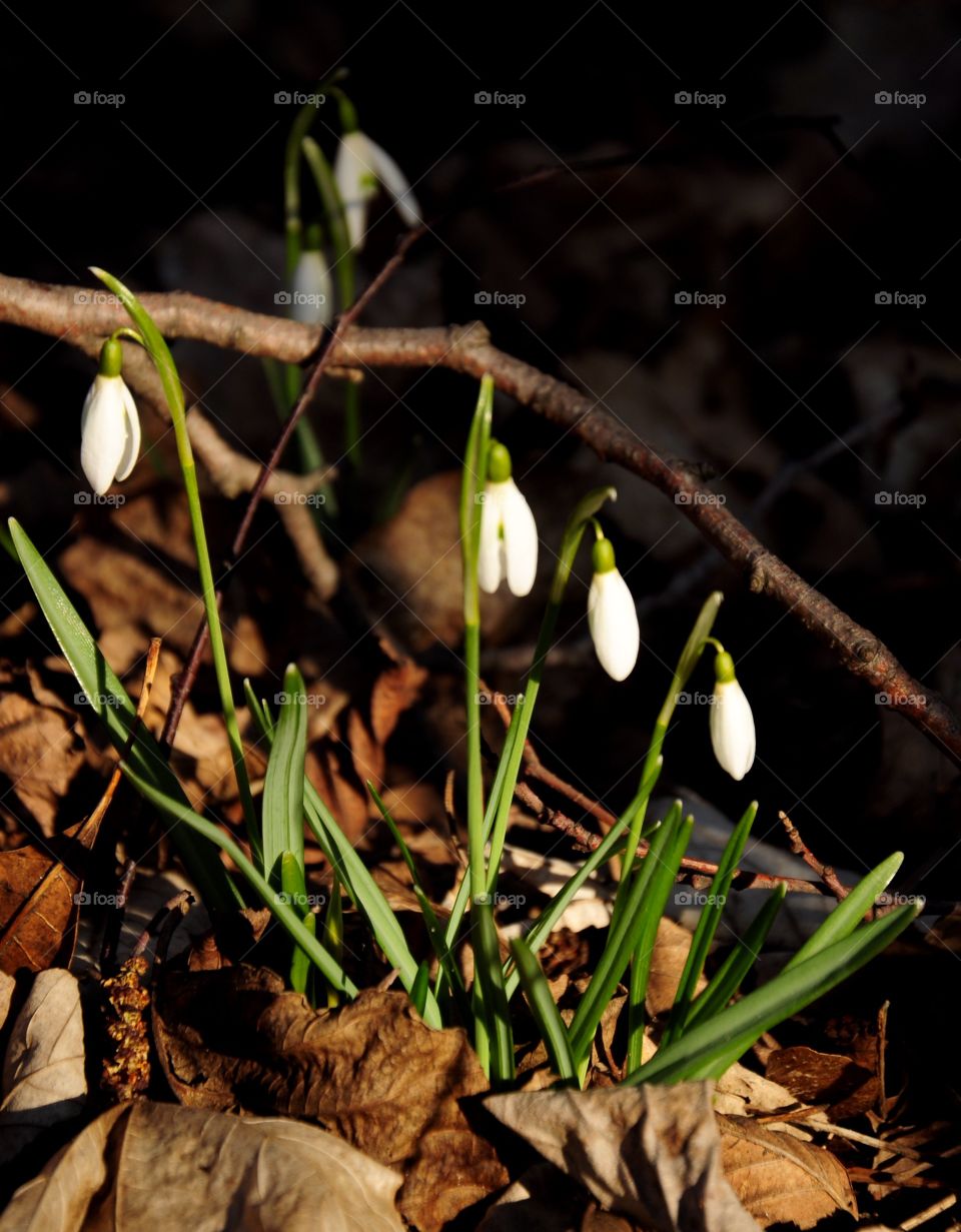 Snowdrop flowers in the wood 