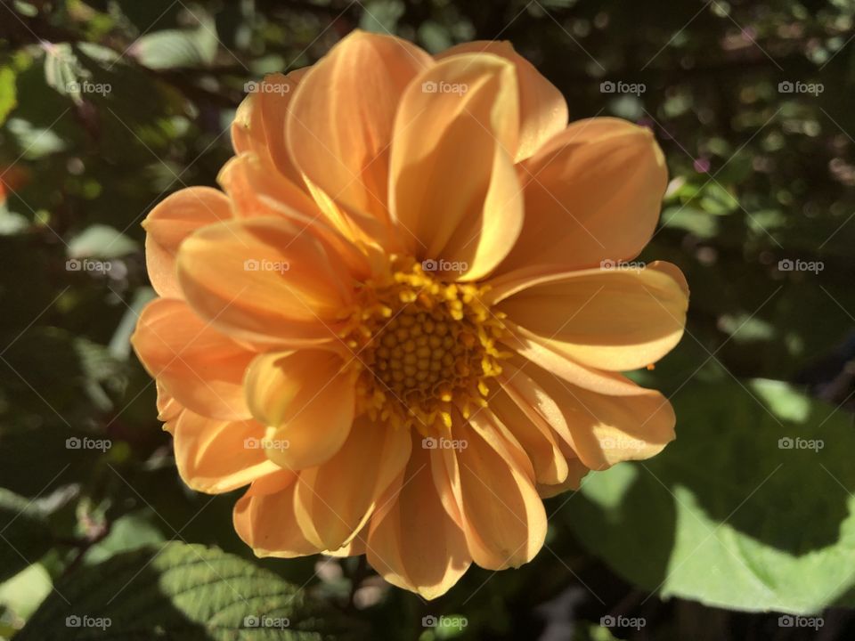 I absolutely love this extremely striking orange bombshell, a presence it certainly has.