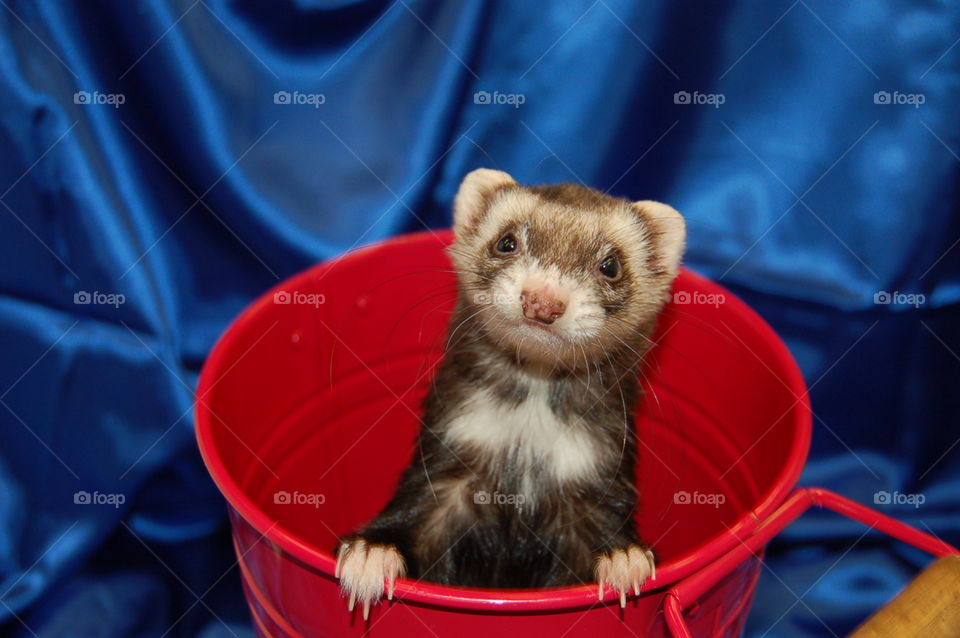Cute brown ferret