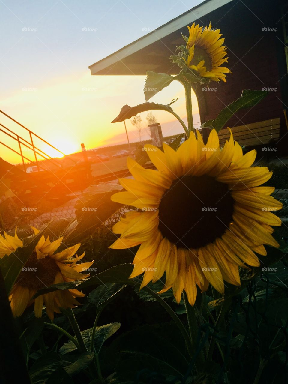 Golden rays on sunflowers