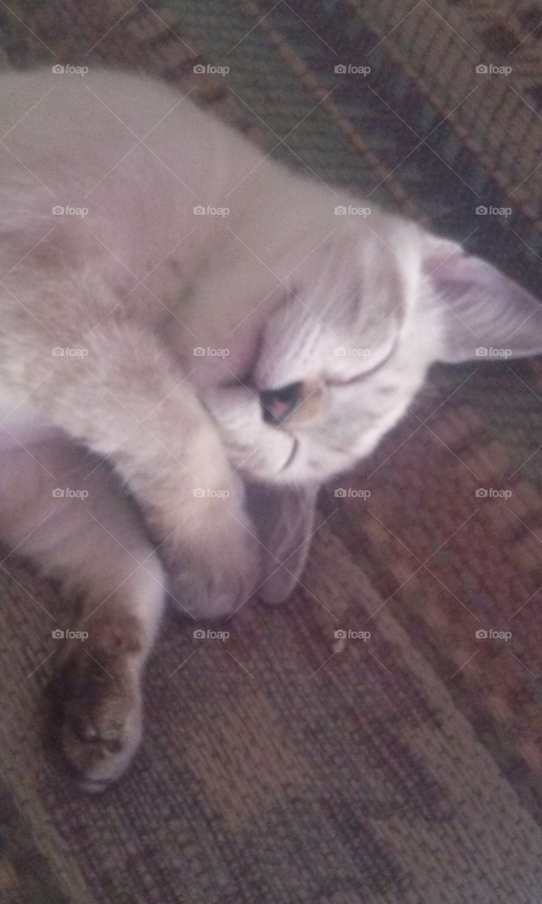 Kitty Cat  Sleepy Cat Silly Kitty
She is the Most Silliest Cat 
I have seen in my Life 
Kittens are full of Energy 
I wish i had half of her Spunkyness    I named her
    Pip Squeek   yep   She Is