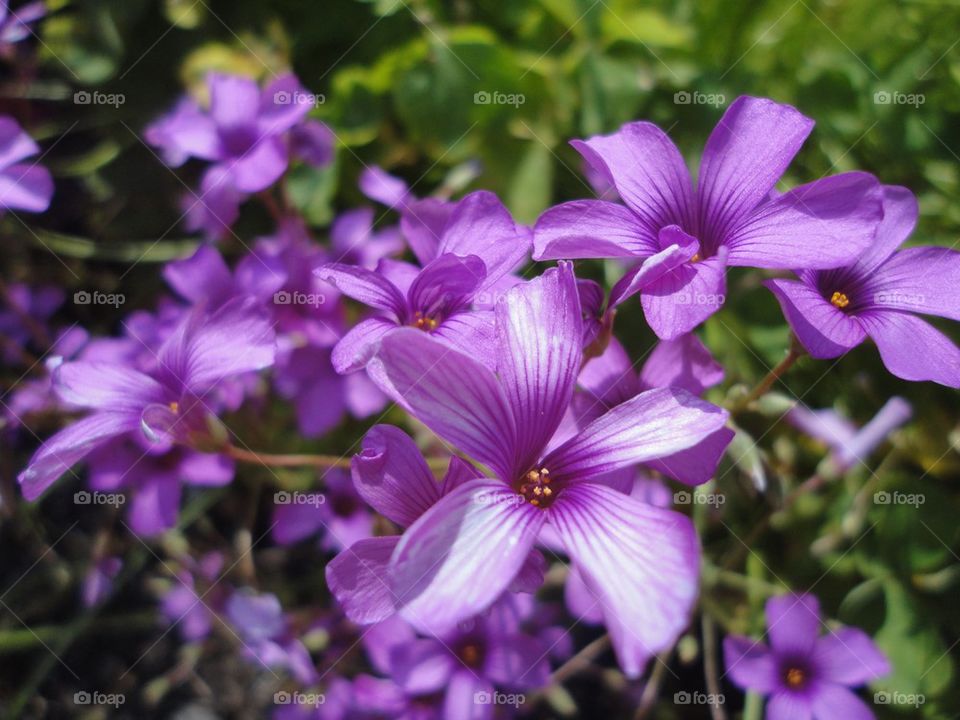 Blossom of purple flower